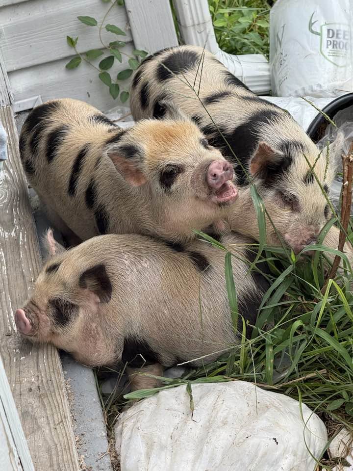 Kunekune pigs enjoying life at Harper Farm.